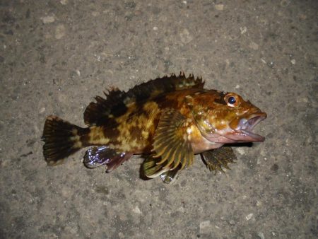 夜釣り前打ち・カサゴばっかり