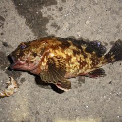 前打ち・初クロダイ