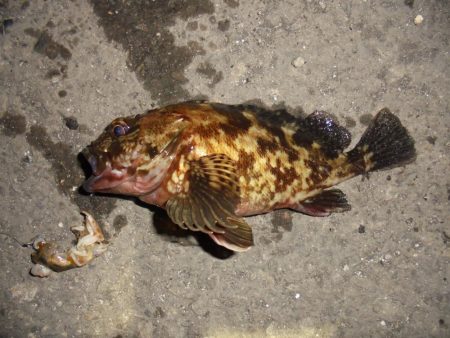 前打ち・初クロダイ