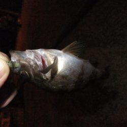 久々のアジング