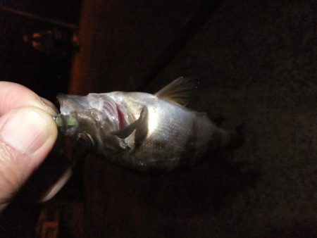 久々のアジング