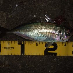 メバリングからのアジング