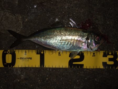 メバリングからのアジング