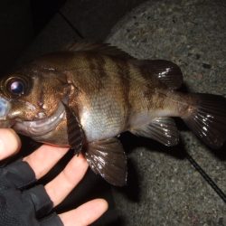 アジ・メバル狙いからチヌ・シーバス狙いへ