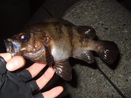 アジ・メバル狙いからチヌ・シーバス狙いへ