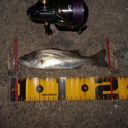 日没後にパタパタとヒット