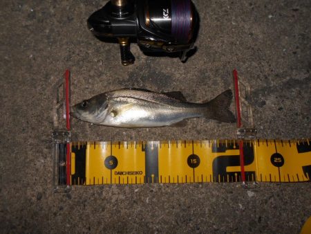 日没後にパタパタとヒット