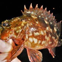 ストラクチャーの陰から