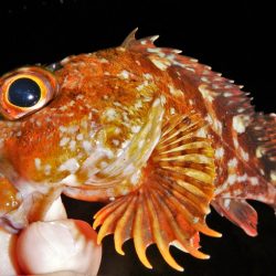 ショートでチビ