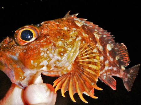 ショートでチビ