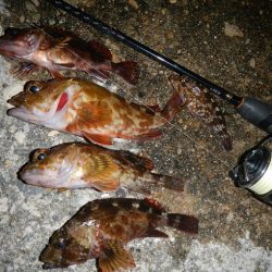 良く引きました