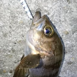 久しぶりにメバリング