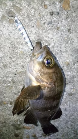 久しぶりにメバリング