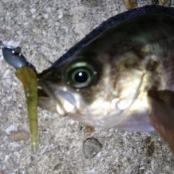 今夜もメバリング