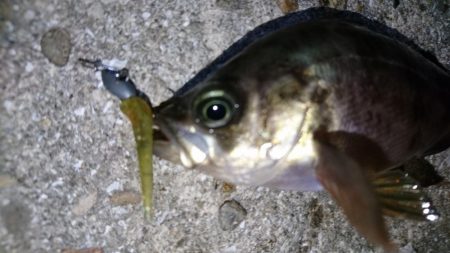 今夜もメバリング