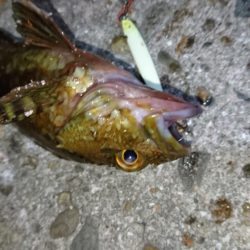 癒しのメバリング