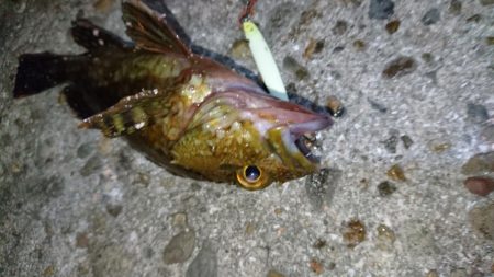 癒しのメバリング