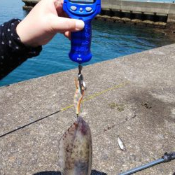 ヤエン釣りでアオリイカ