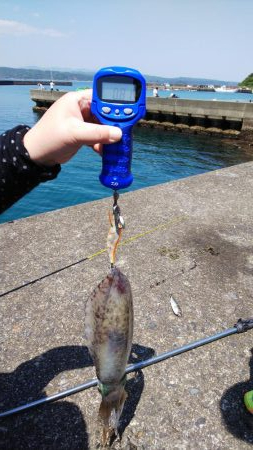 ヤエン釣りでアオリイカ