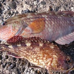 平日の野島堤防でカサゴ探訪