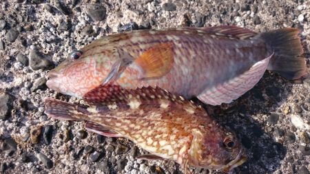 平日の野島堤防でカサゴ探訪