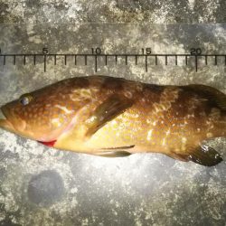 メバリングにまさかの・・・