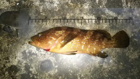 メバリングにまさかの・・・