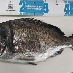 初のチニング釣果