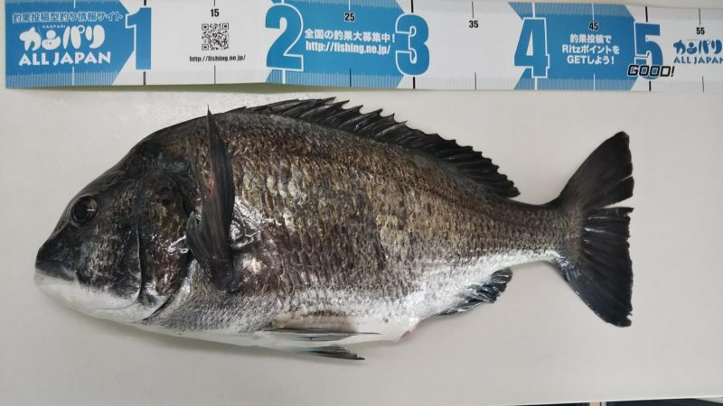 初のチニング釣果