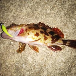 まだまだメバリング