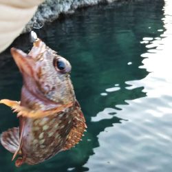 シーズンラストのメバリング