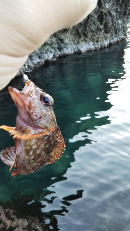 シーズンラストのメバリング