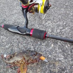 小浜の春アオリ