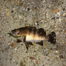 デカメバルはどこへ?