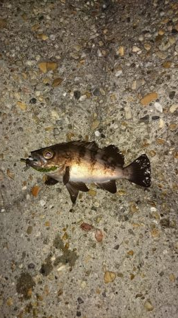 デカメバルはどこへ?