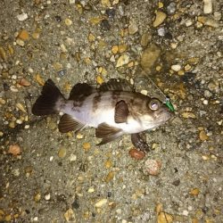 タモは必需品です