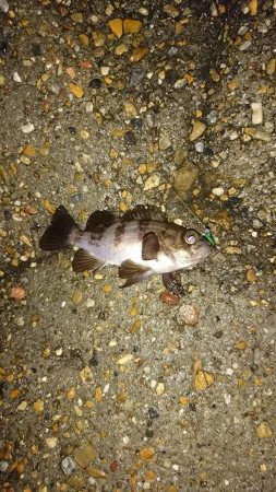 タモは必需品です