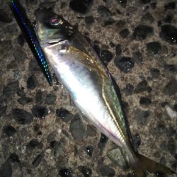 セイゴたまにフッコ