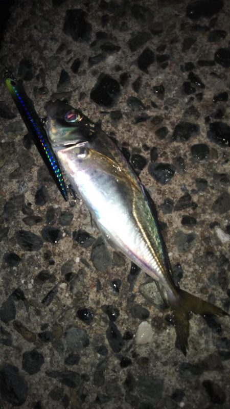 セイゴたまにフッコ