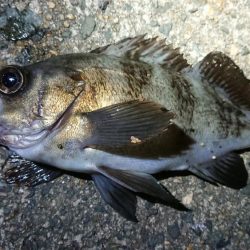 ちょこっとメバリング