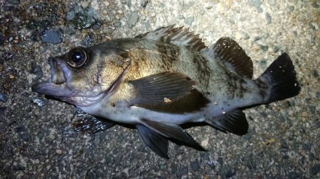 ちょこっとメバリング