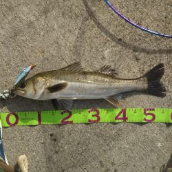 湾奥デイシーバス