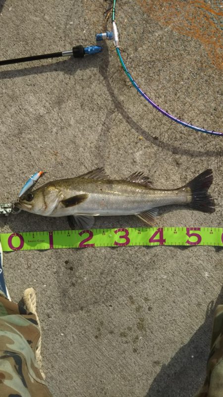 湾奥デイシーバス