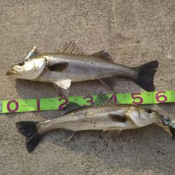 カタクチパターン