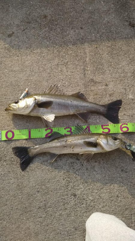 カタクチパターン