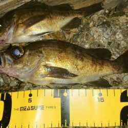 まだまだメバリング