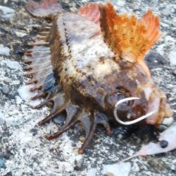 喰い渋るも辛うじて小刀 GET！