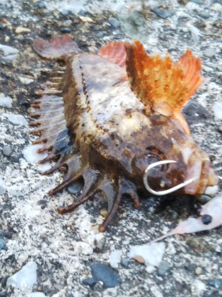 喰い渋るも辛うじて小刀 GET！