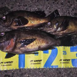 明石良型メバル