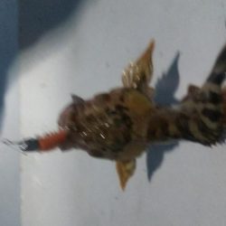 メバル×1 ガシラ×7